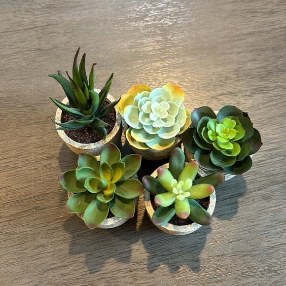{SHEIN} Jelofly  Artificial Succulent Plants Assorted in Gray Pots Set of 5 - Picture 4 of 5